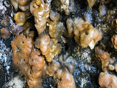 Gallionellaceae