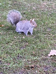 Sciurus carolinensis