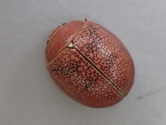 Paropsis roseola
