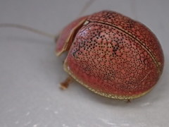 Paropsis roseola