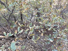Quercus havardii
