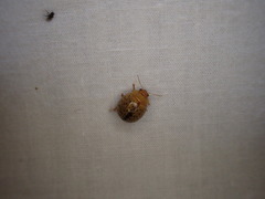 Paropsisterna madida