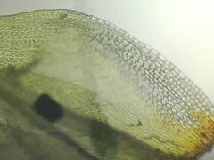 Ulota intermedia