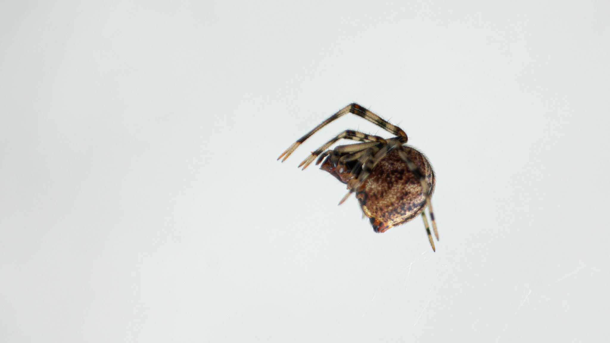 Theridiidae image