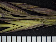 Festuca trachyphylla