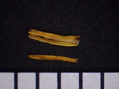Festuca trachyphylla