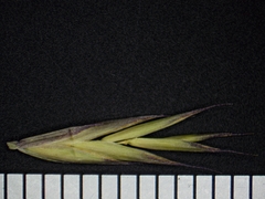Festuca trachyphylla