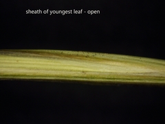 Festuca trachyphylla