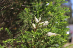 Melaleuca armillaris armillaris