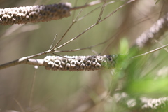 Melaleuca armillaris armillaris