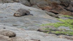 Arctocephalus tropicalis