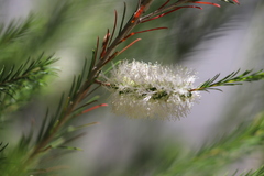 Melaleuca armillaris armillaris