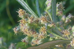 Artemisia serrata