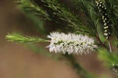 Melaleuca armillaris armillaris