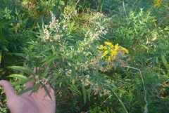 Artemisia serrata