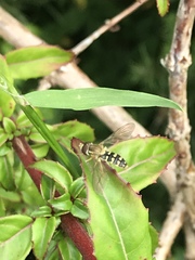 Toxomerus vertebratus