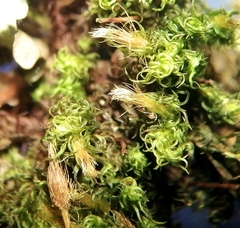 Ulota intermedia