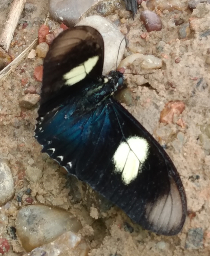 Mimoides pausanias