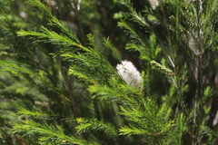 Melaleuca armillaris armillaris