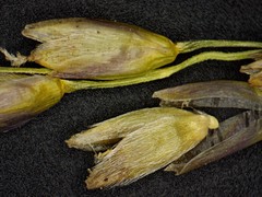 Piptatheropsis pungens