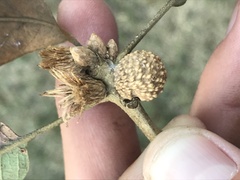 Disholcaspis pruniformis