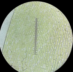 Hypnum resupinatum
