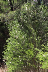 Melaleuca armillaris armillaris