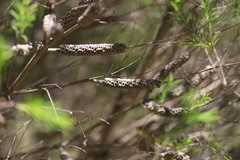 Melaleuca armillaris armillaris