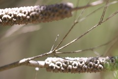 Melaleuca armillaris armillaris