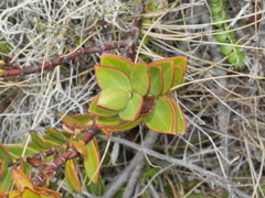Veronica decumbens