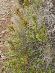 Veronica decumbens