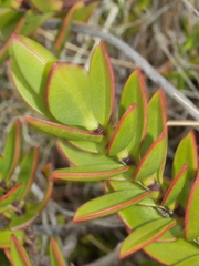 Veronica decumbens