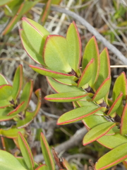 Veronica decumbens