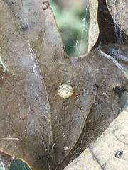 Anelosimus studiosus