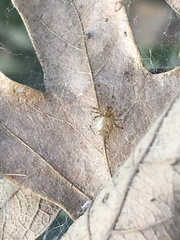 Anelosimus studiosus