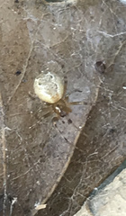 Anelosimus studiosus