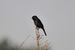 Melaenornis pammelaina ater