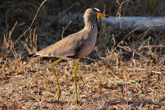 Vanellus senegallus lateralis