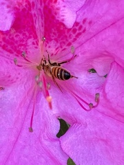 Apis mellifera image
