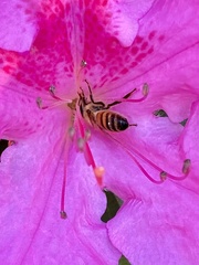 Apis mellifera image