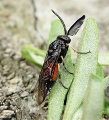 Lophyrotoma analis