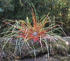Fascicularia bicolor