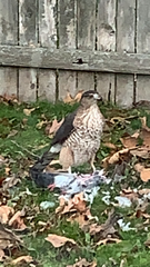 Accipiter cooperii