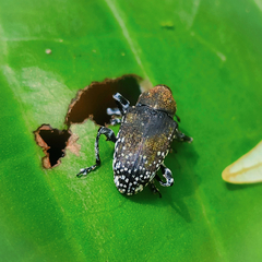 Peridinetus irroratus