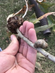 Callirhytis quercusclavigera