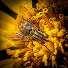 Prosenoides flavipes