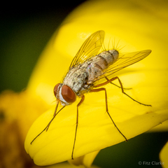 Prosenoides flavipes