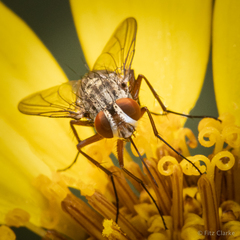 Prosenoides flavipes