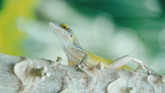 Anolis leachii