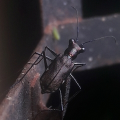 Odontocheila chrysis